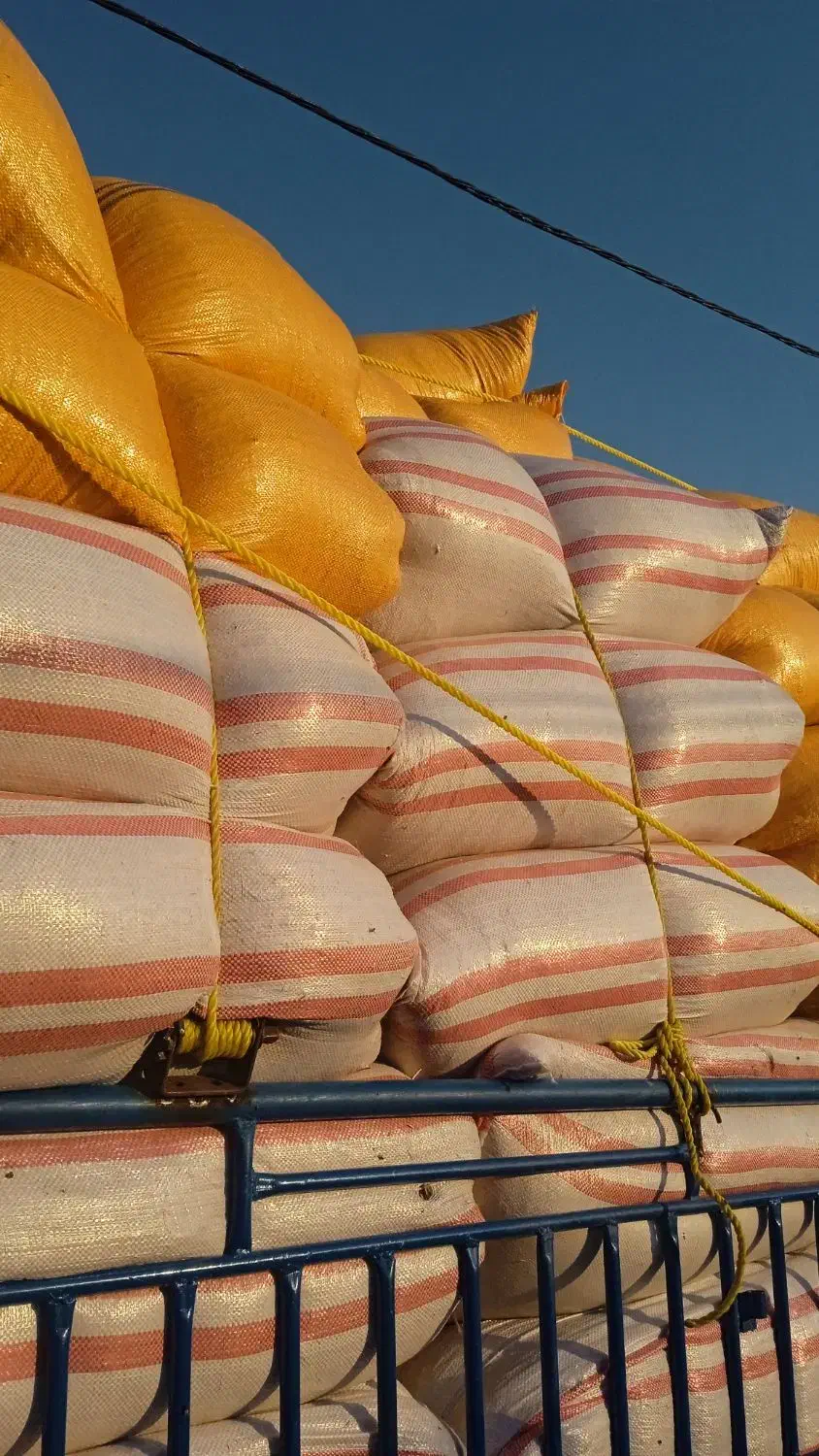 باسلام کاه خوشه گندم سفید وتمیز|عمده‌فروشی|اندیکا, |دیوار