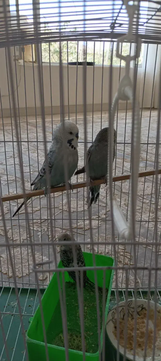 سلام. چهار عدد مرغ عشق|پرنده|جوانرود, |دیوار