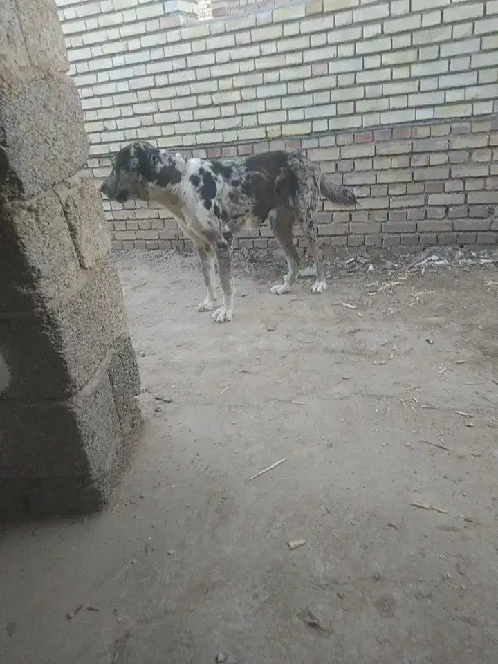 فروش سگ آلابای ماده 9ماهه|سگ|گنبد کاووس, |دیوار