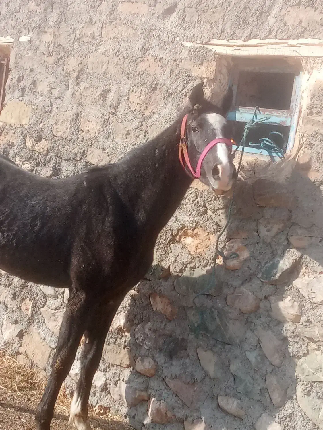 کره نریان 18ماهه ازارشاکیانی|اسب و تجهیزات اسب‌سواری|ارومیه, |دیوار