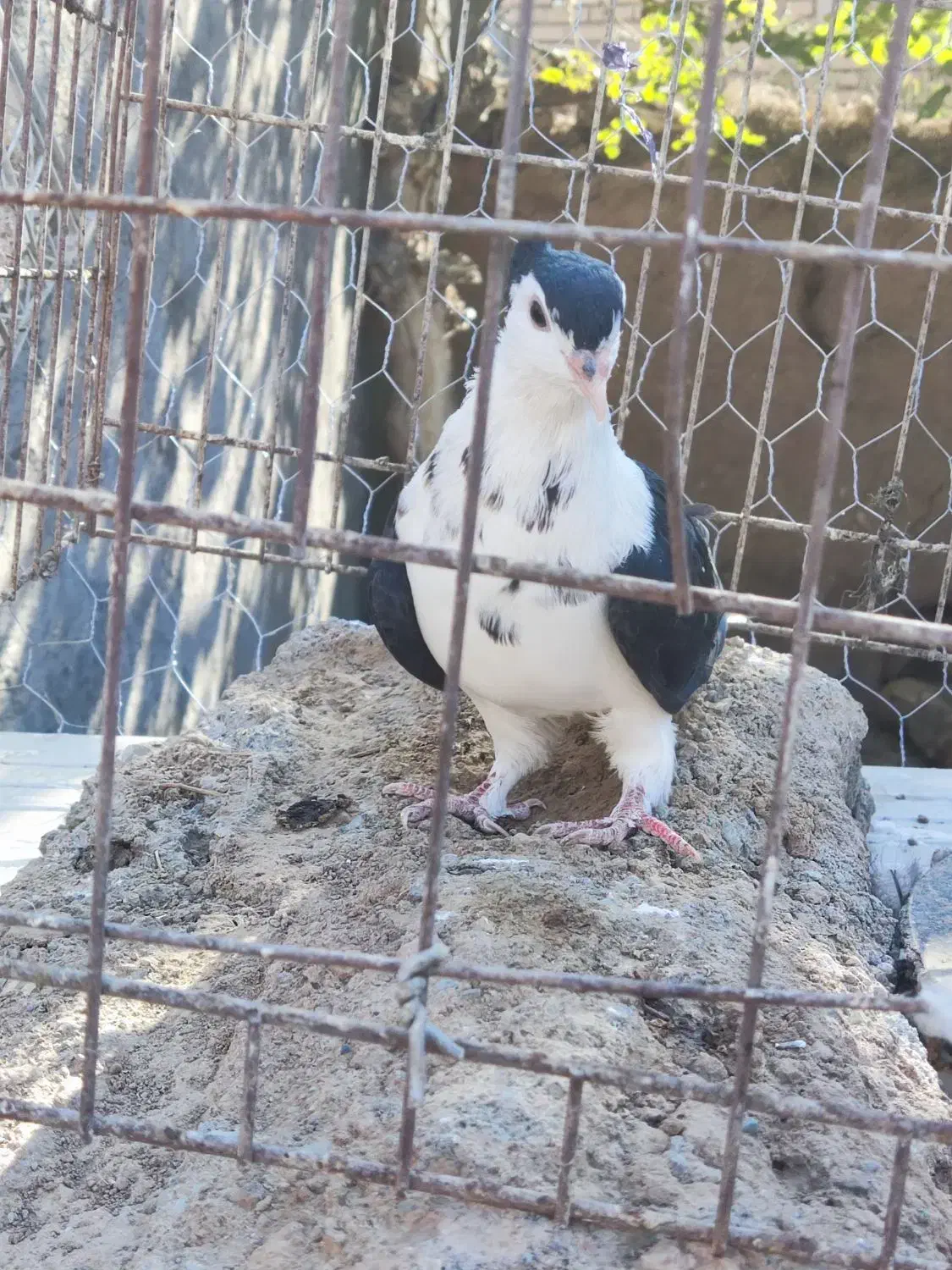 جوانه ساده کاکلی افشون|پرنده|تربتحیدریه, آغوی|دیوار