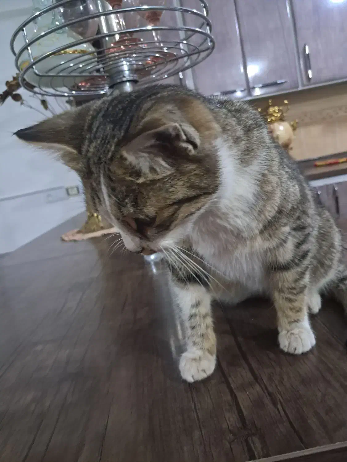 واگذاری گربه|گربه|ایجرود, |دیوار