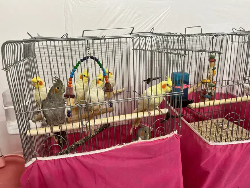 عروس هلندی|پرنده|قم, هنرستان|دیوار