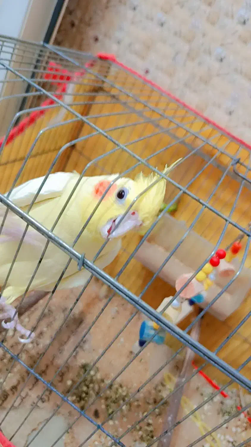 عروس هلندی زیباوسالم|پرنده|چرام, |دیوار