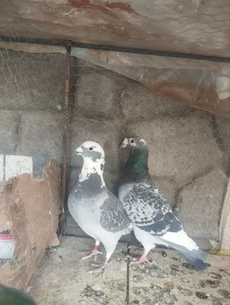 پلاکی ابلغ|حیوانات|مهریز, |دیوار