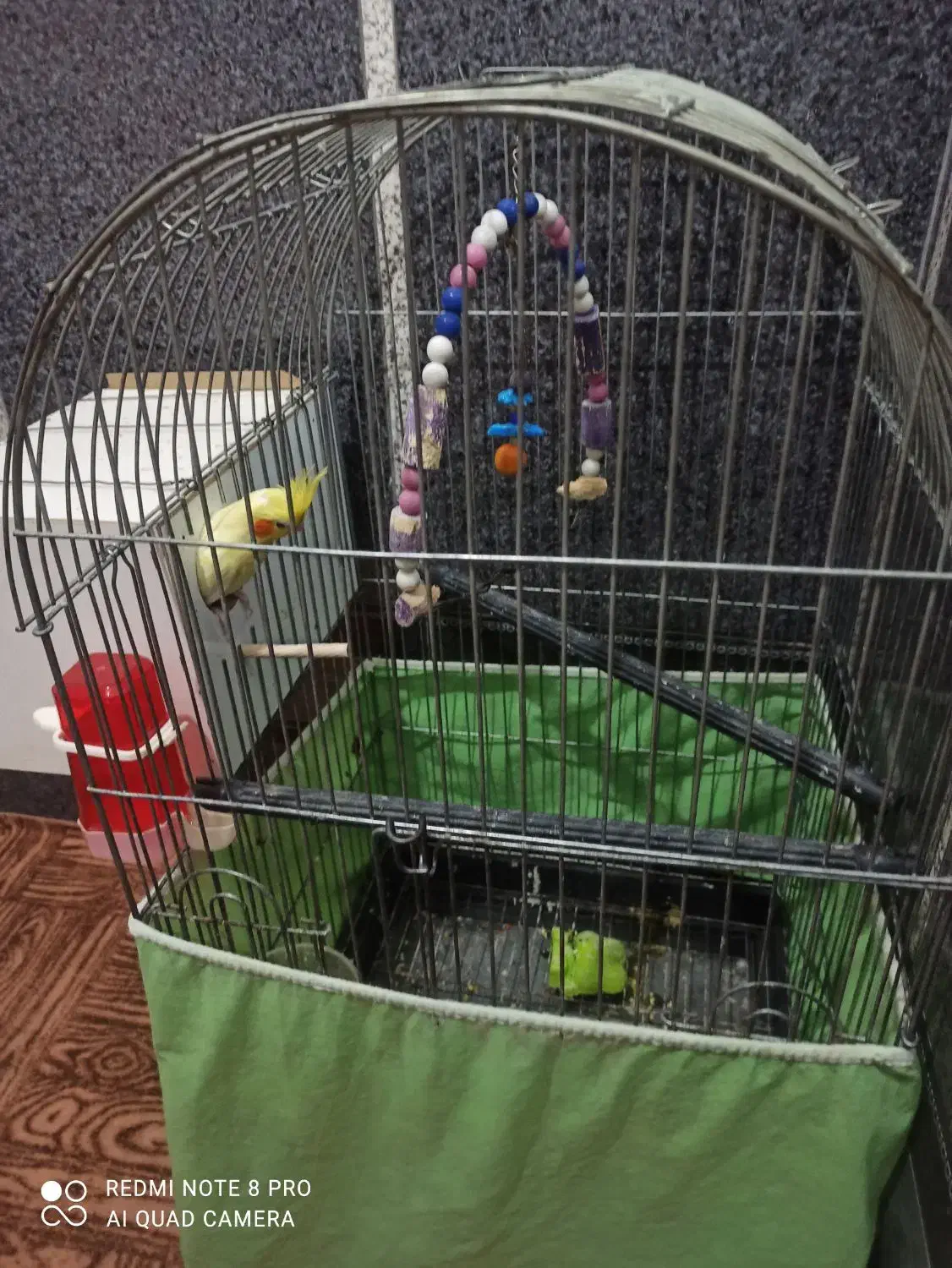 یک جفت عروس هلندی نرو ماده دوساله|پرنده|قم, قلعه کامکار|دیوار