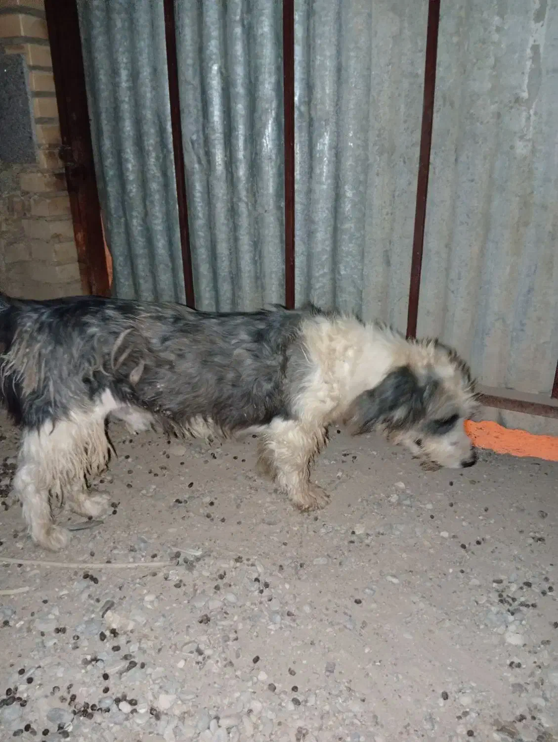 سگ نر بسیار عاقل و باهوش واکسن زده حرف گوش کن|سگ|شوشتر, |دیوار