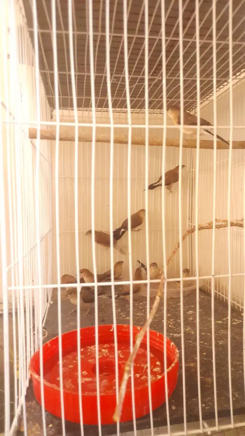 فروش فنچ پرنده زیبا|پرنده|بم, |دیوار