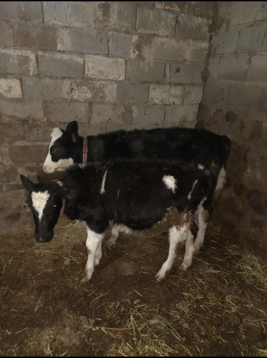 گاو آبستن شش ماه و دوتاگوساله ماده مناسب|حیوانات مزرعه|مشگین شهر, |دیوار