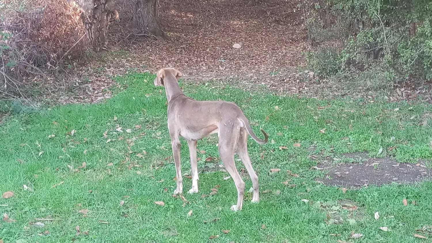 سگ تازی اصیل شکار بلد|سگ|گرگان, |دیوار