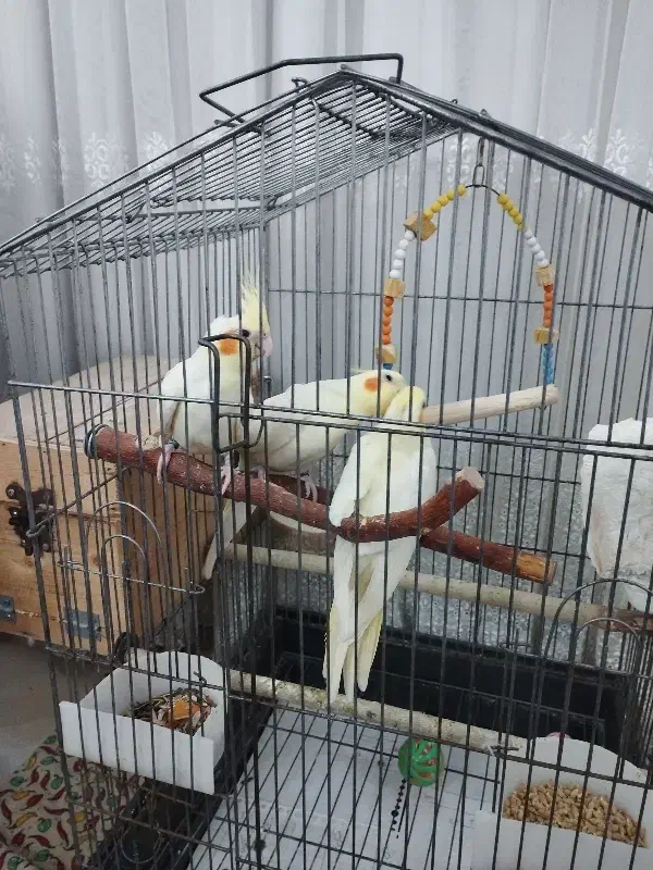 فروش عروس هلندی مولد با جوجه|پرنده|بندرعباس, |دیوار