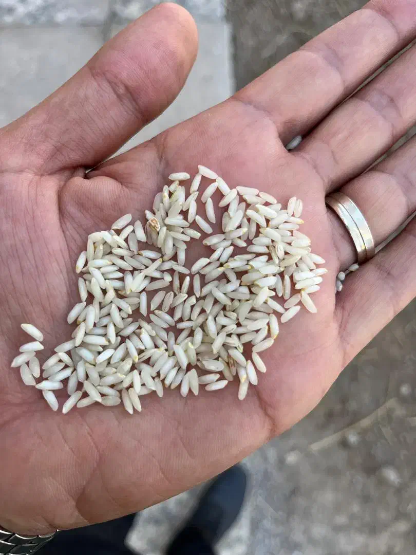 برنج عنبربو شوشتر|خوردنی و آشامیدنی|اردکان, |دیوار