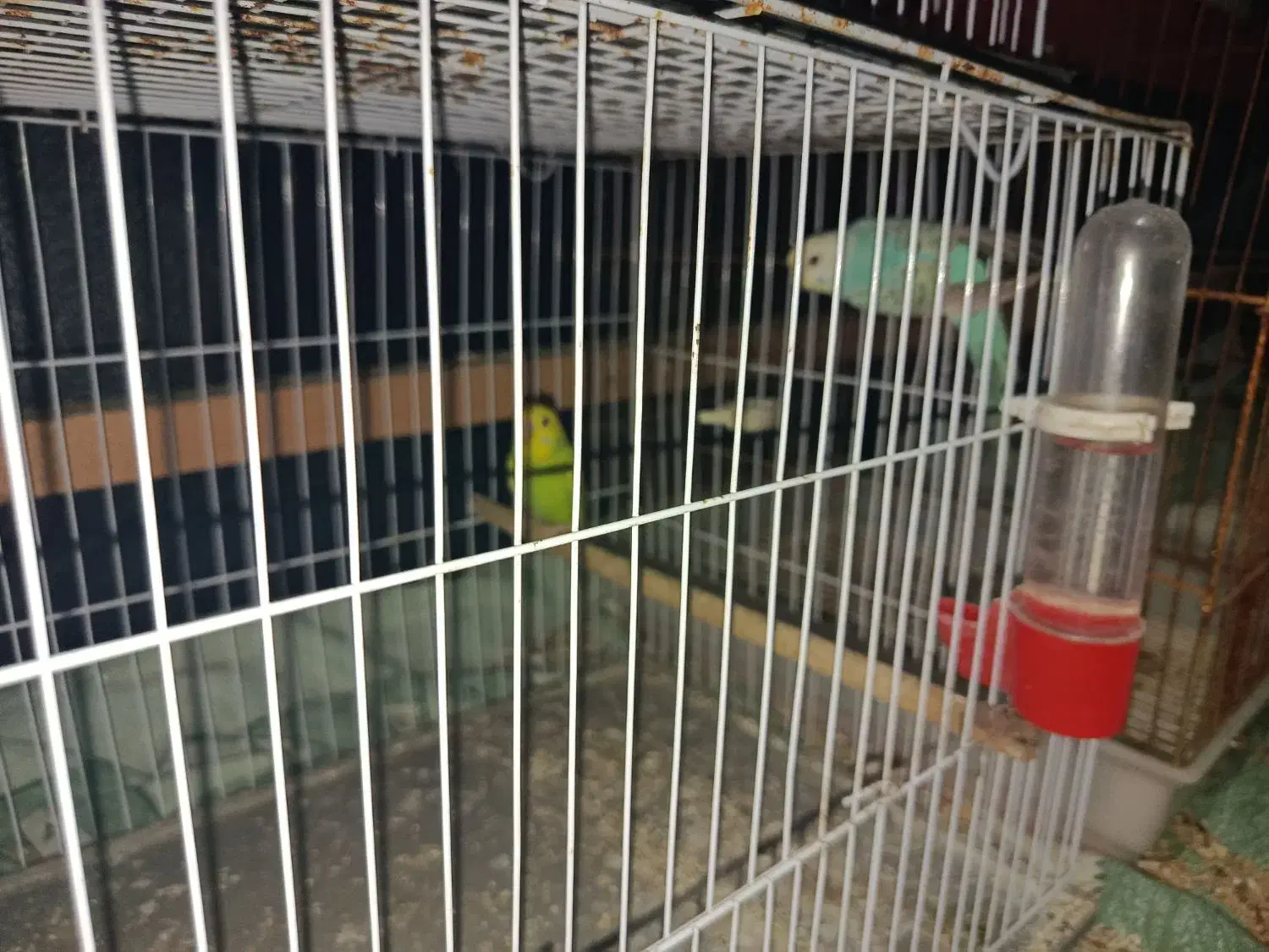 پرنده های زینتی|پرنده|شفت, |دیوار