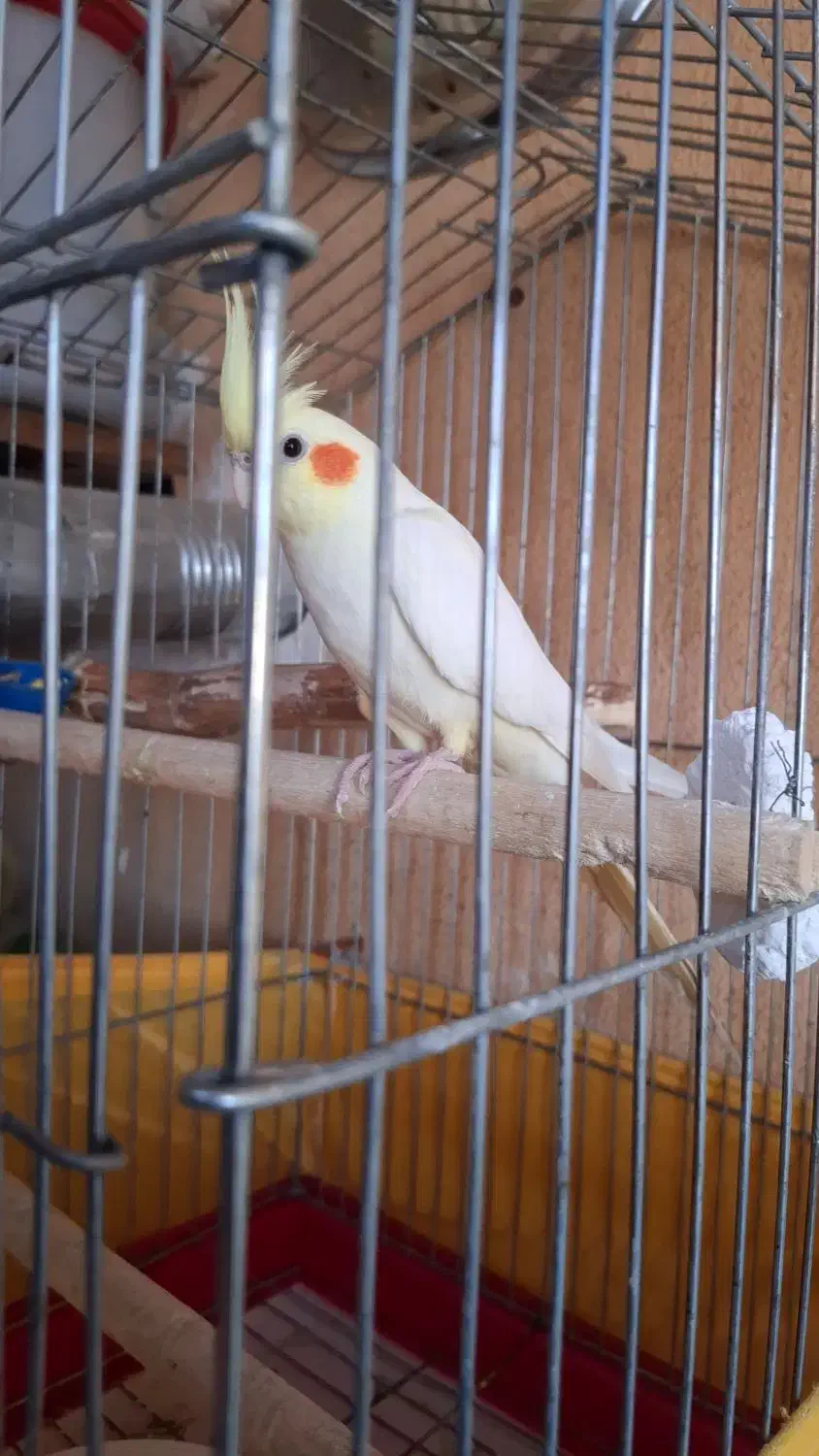 عروس هلندی لوتینو نر|پرنده|محمدشهر, شهرک پیام (مهرالبرز)|دیوار