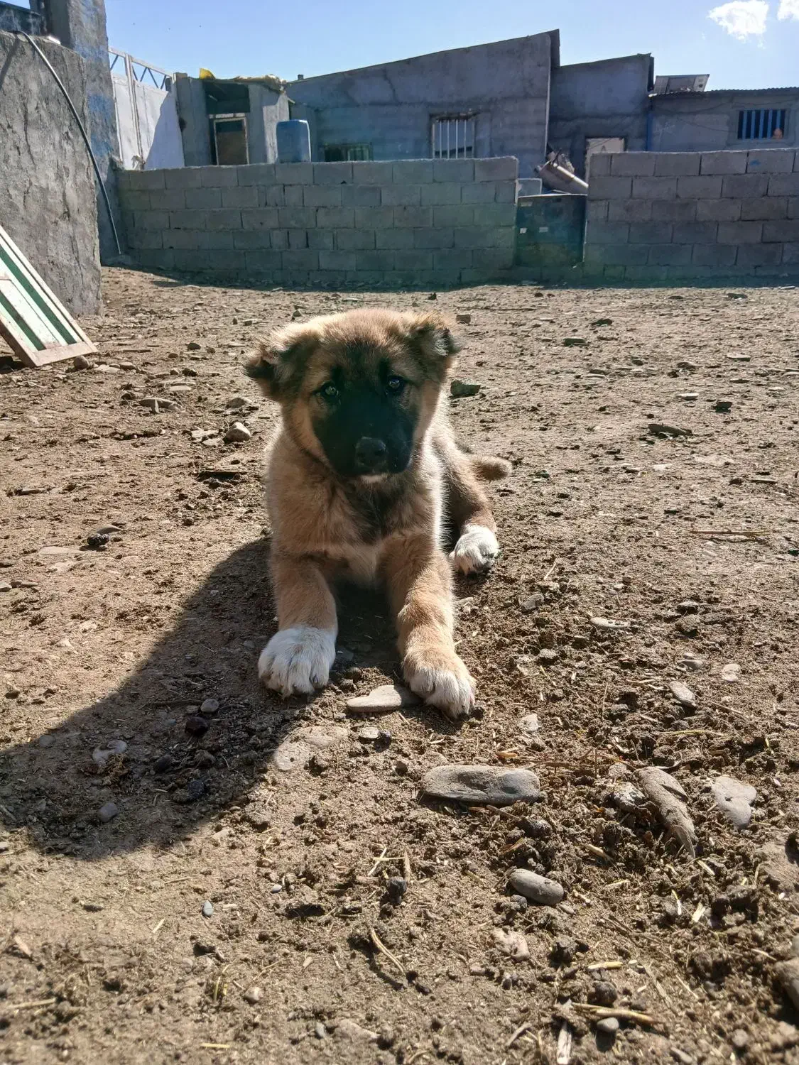 توله سگ|سگ|چناران, |دیوار