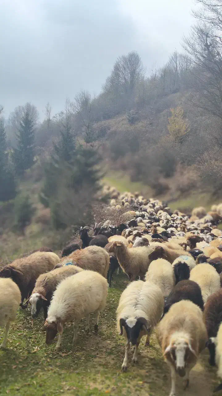 گوسفند نژاد دار آبستن(بالاترین کیفیت)|حیوانات مزرعه|رشت, جانبازان|دیوار