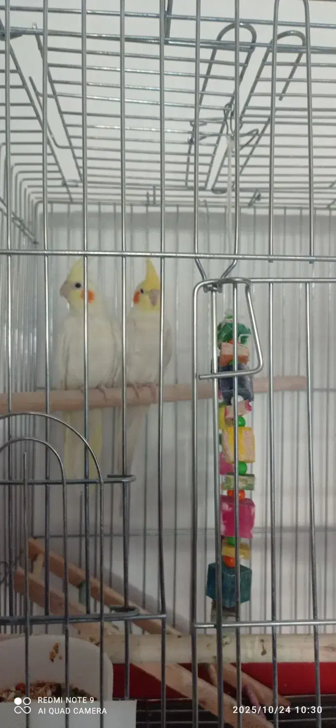 فروش عروس هلندی|پرنده|داران, |دیوار