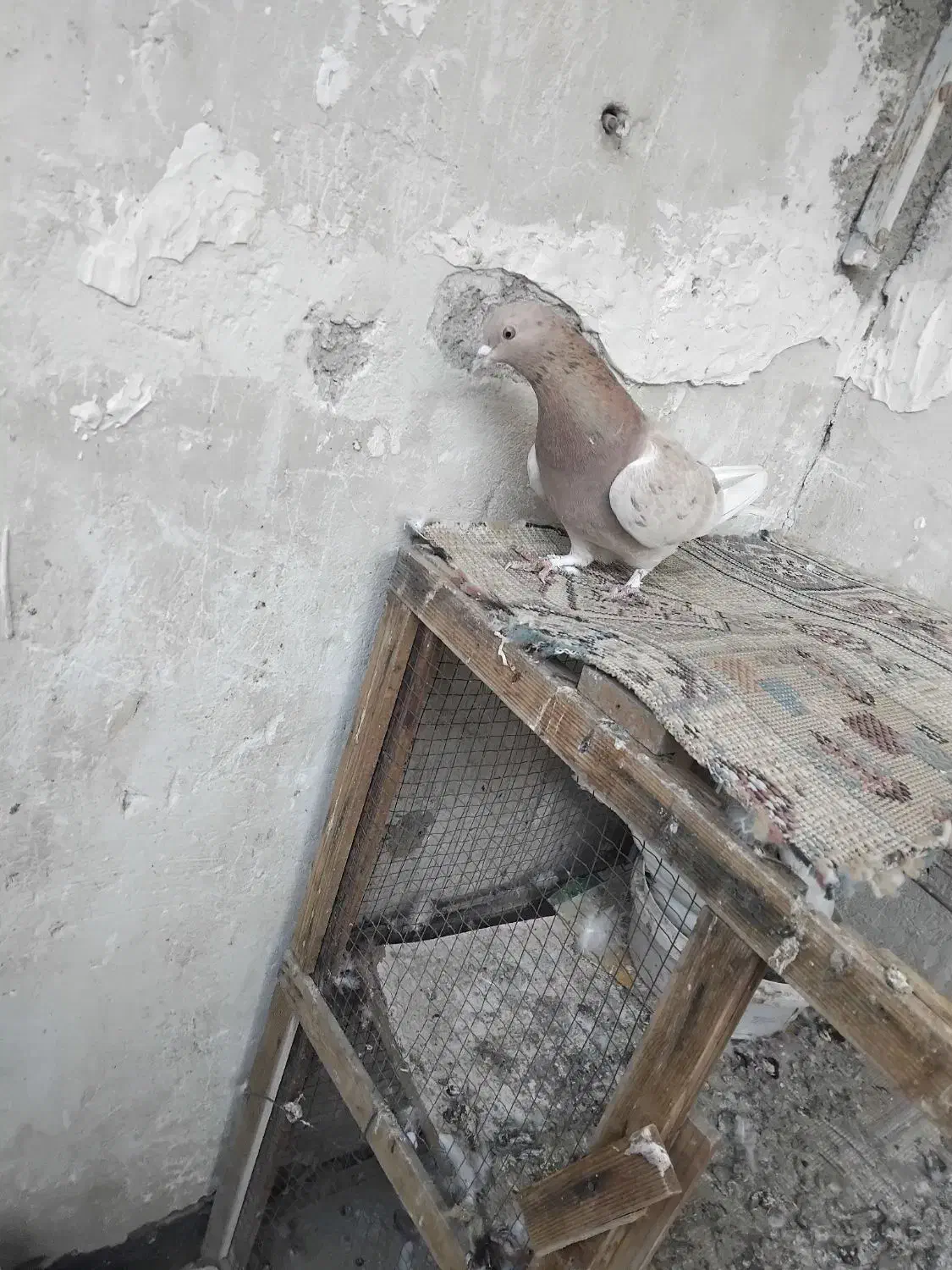 کفتر|پرنده|پاکدشت, پاکدشت (مامازند)|دیوار