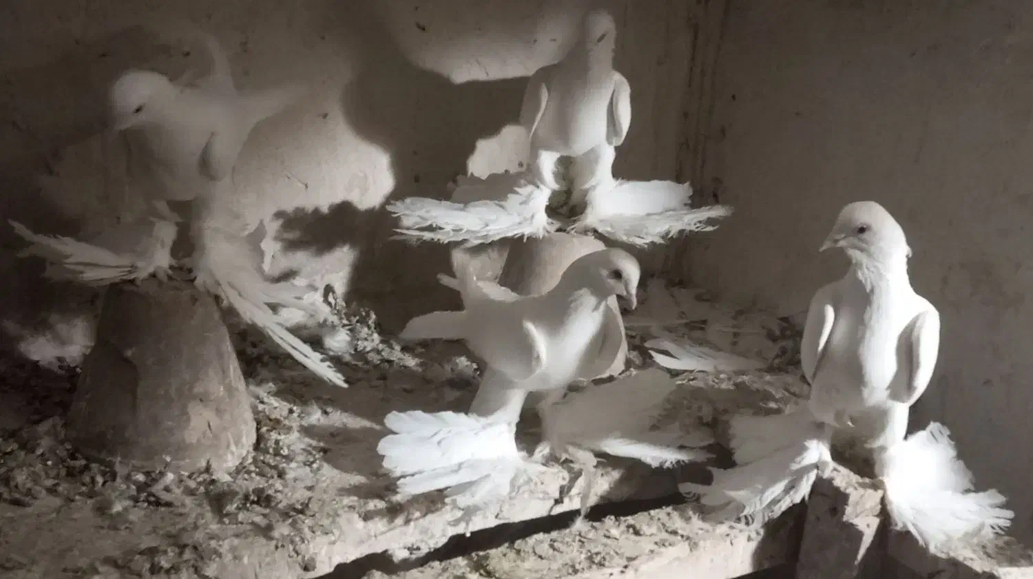 پرنده|پرنده|تبریز, |دیوار