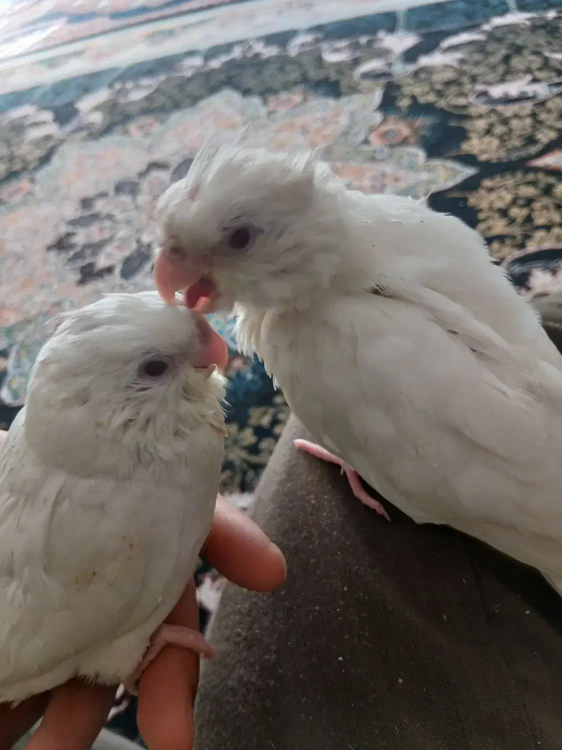 جوجه عروس هلندی آلبینو چشم شرابی|پرنده|قدس, شهر‌قدس|دیوار