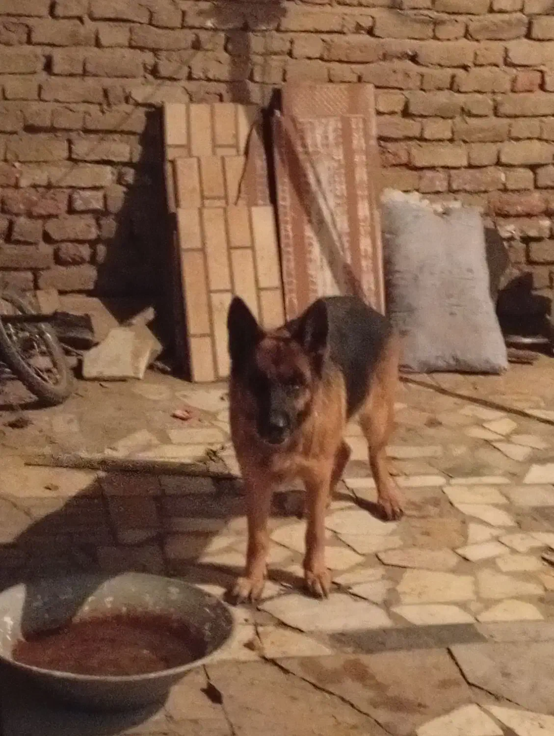 سگ ژرمن|سگ|سیرجان, |دیوار