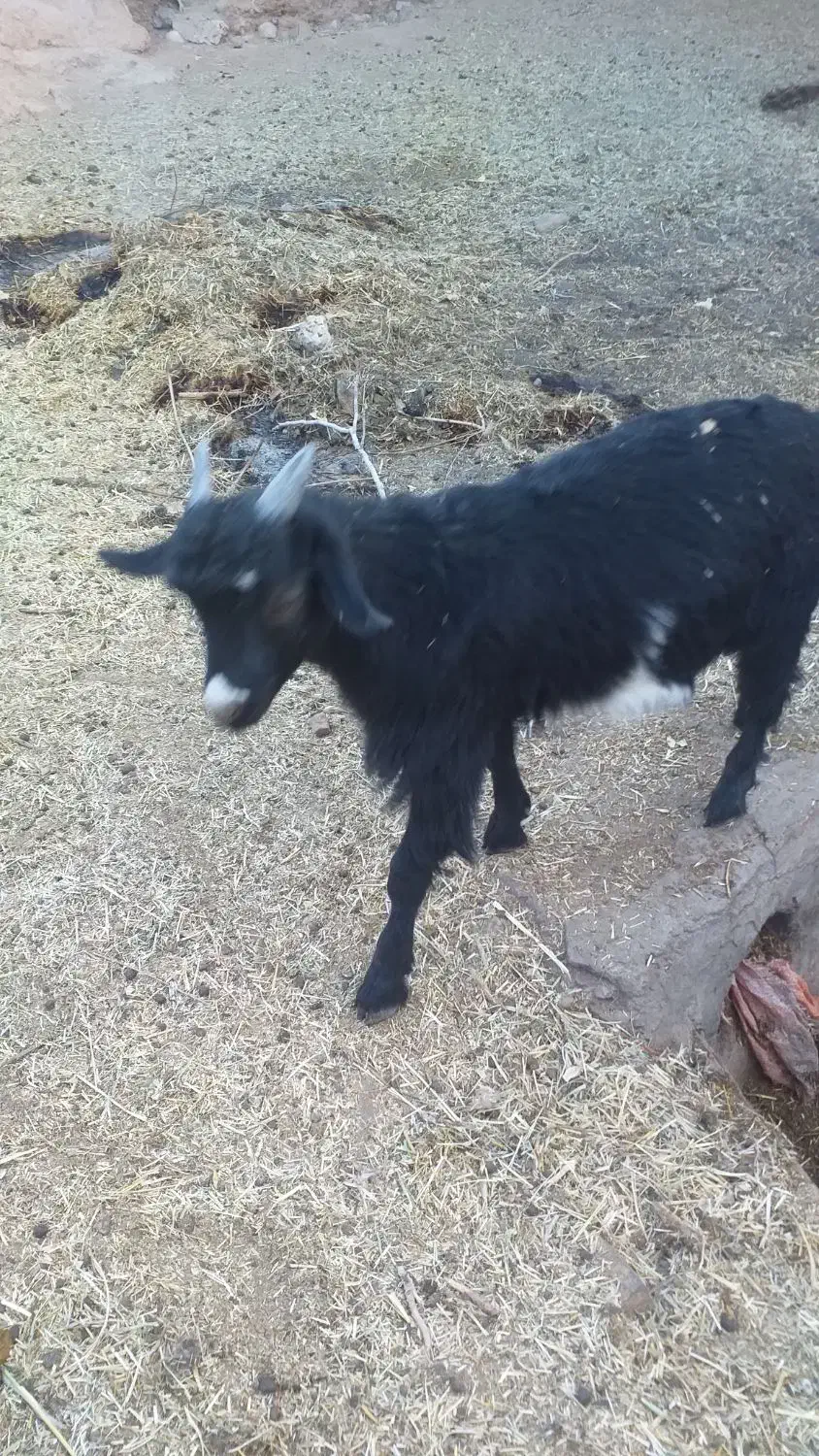 فروش گوسفند|حیوانات مزرعه|زرند, |دیوار