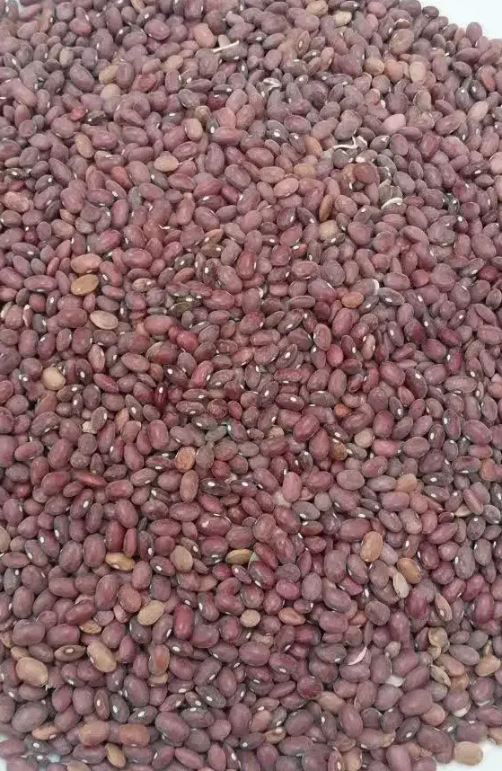 لوبیا قرمز درجه یک فروش فوری نقد|عمده‌فروشی|چادگان, |دیوار