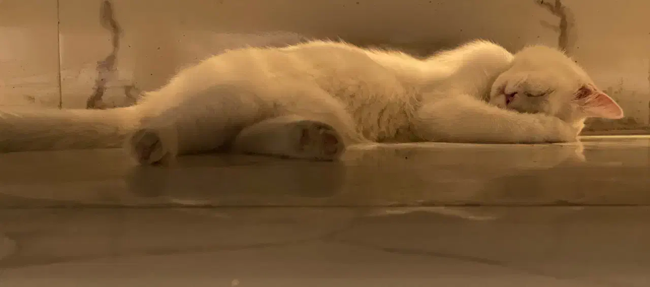 گربه اسکاتیش|گربه|زاهدان, |دیوار