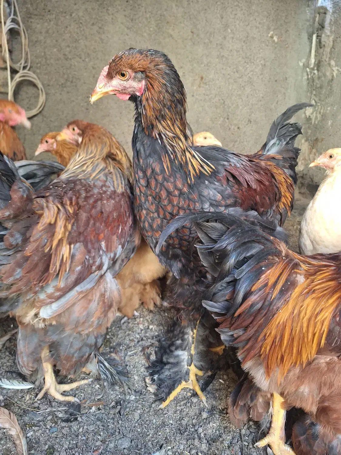 خروس برهمایی|حیوانات مزرعه|مشهد, کوشش|دیوار