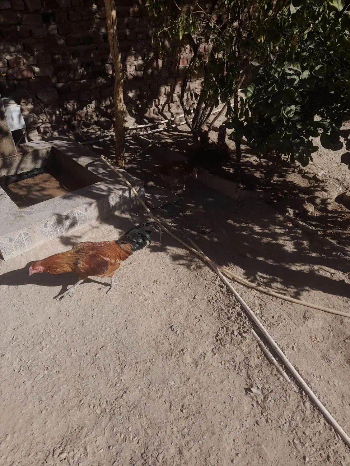 مرغ|حیوانات مزرعه|خاش, |دیوار