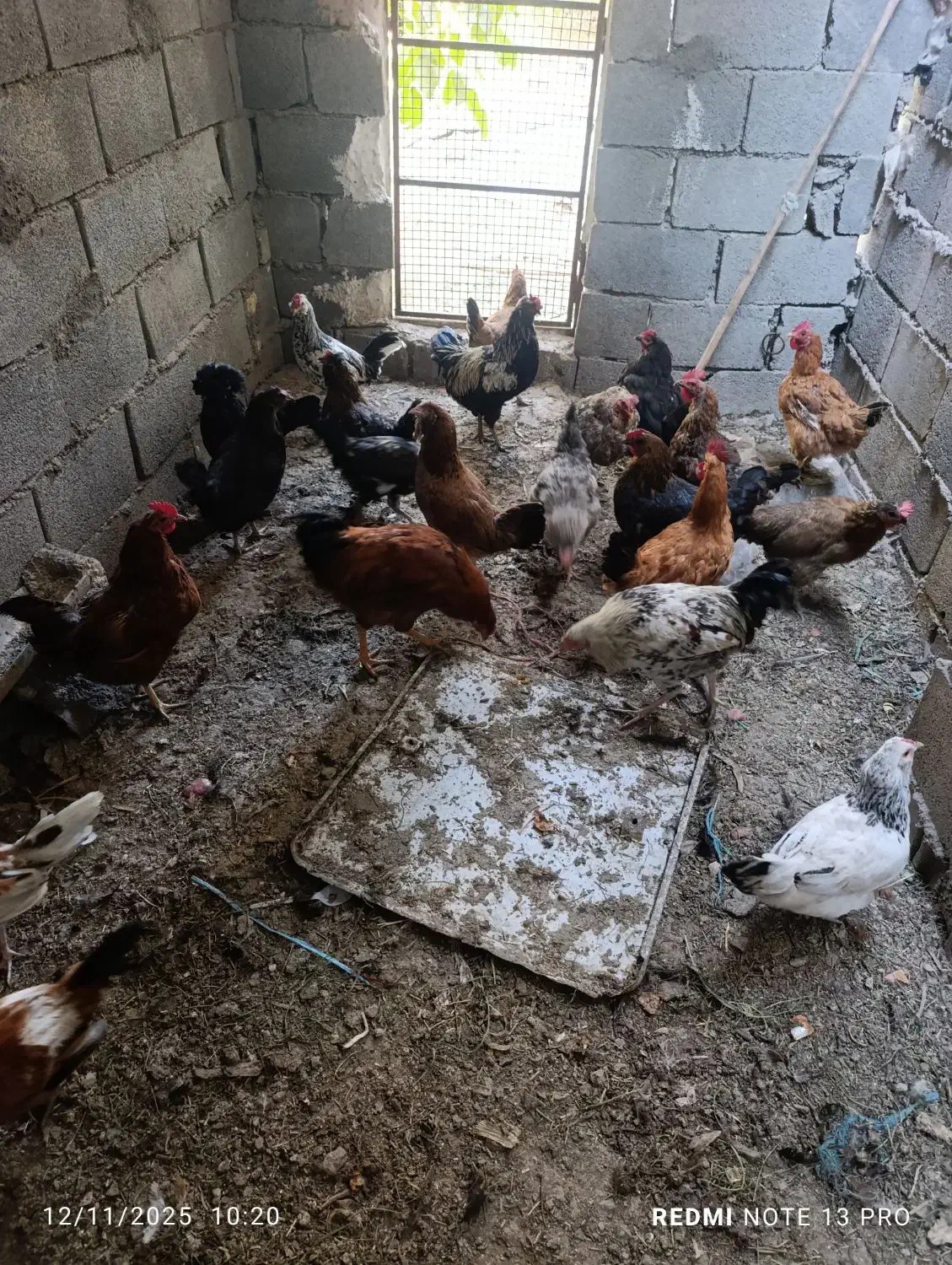 مرغ و خروس جوان|حیوانات مزرعه|پیر بکران, |دیوار