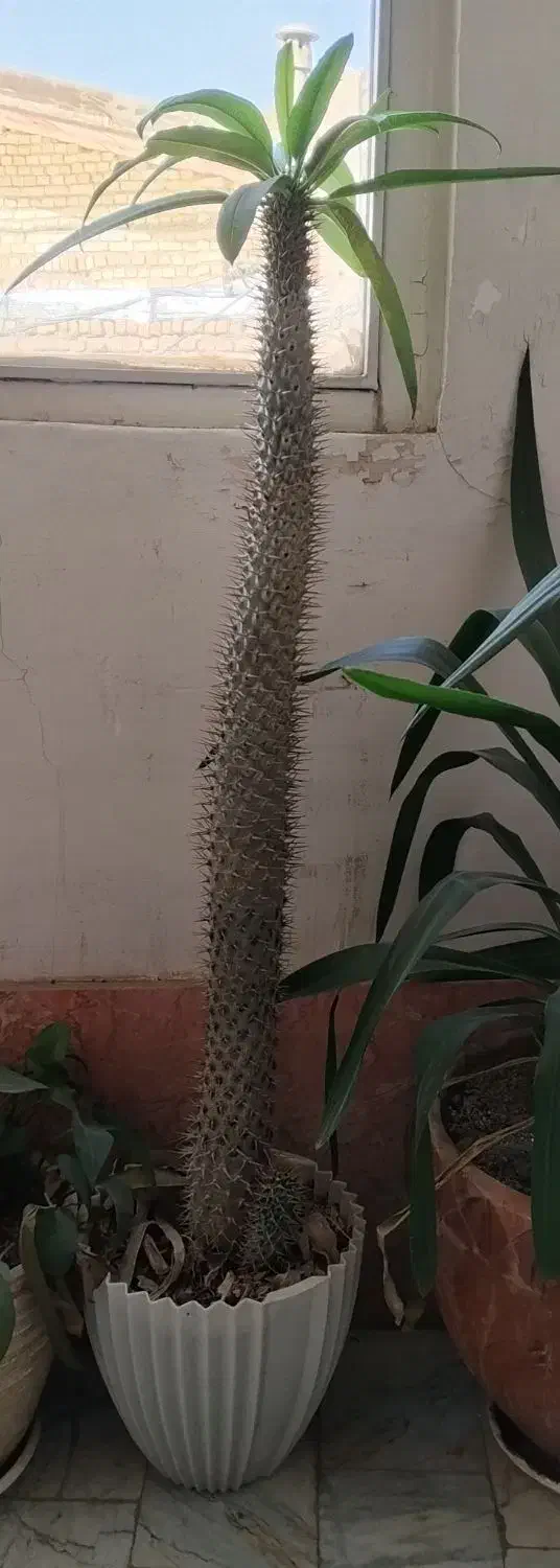 نخل ماداگاسکار|گل و گیاه طبیعی|بومهن, |دیوار