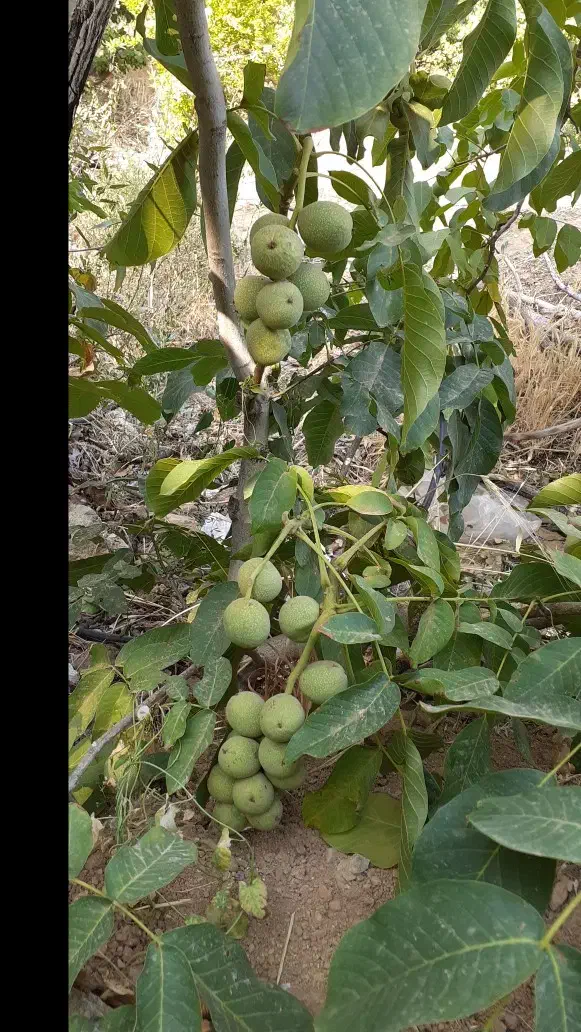 فروش نهال ضمانتی گردو بادام هلو گیلاس زردآلو|خدمات باغبانی و درختکاری|سامان, |دیوار