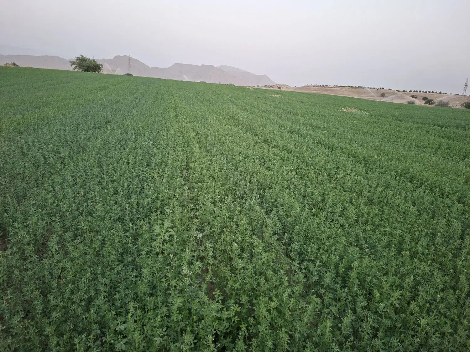 یونجه|خدمات باغبانی و درختکاری|بهبهان, |دیوار