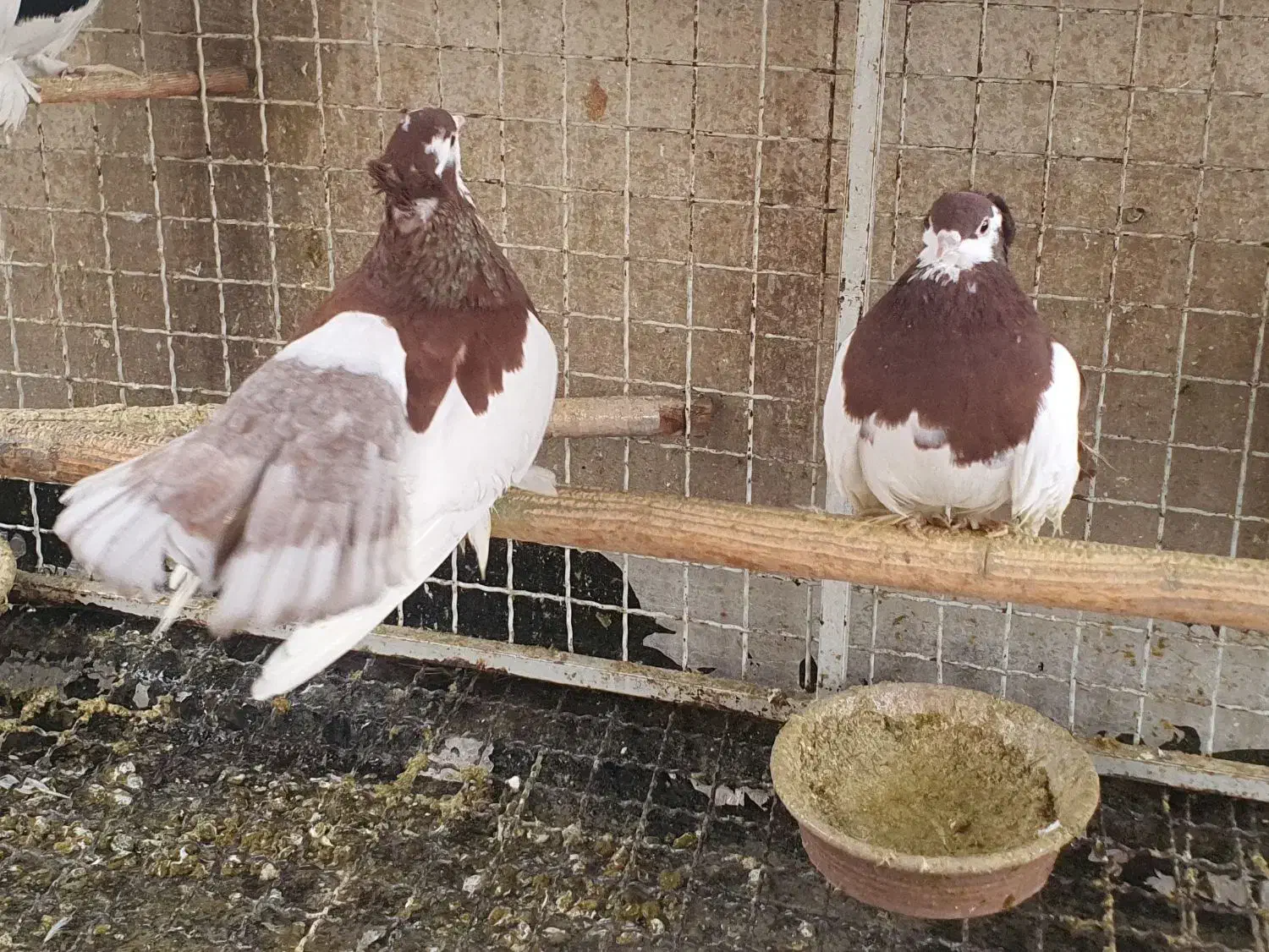 یک جفت کبوتر یو ولگا|پرنده|ری, ولی آباد|دیوار