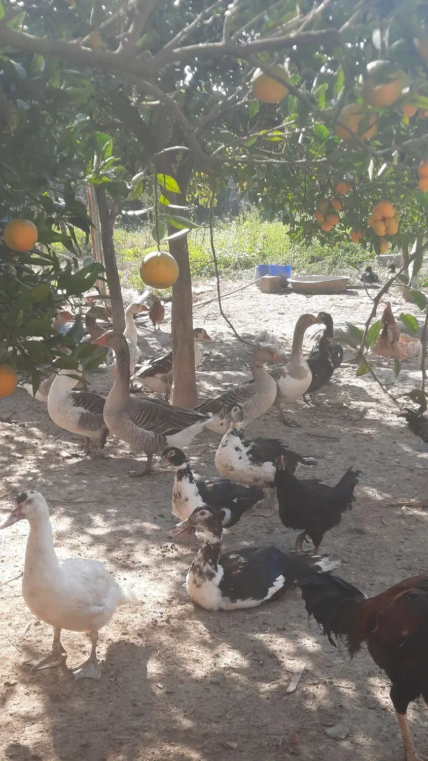 غاز محلی نر|حیوانات مزرعه|بابل, |دیوار