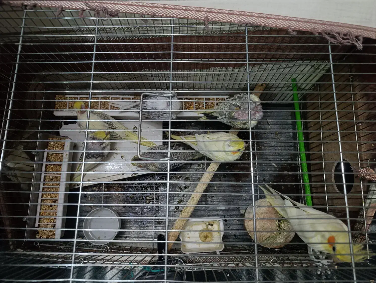 عروس هلندی مولد|پرنده|اصفهان, فردوان|دیوار