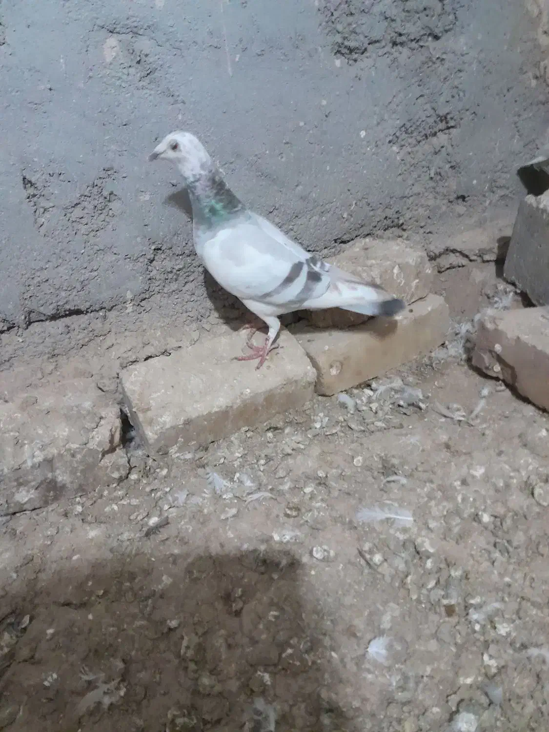 ماده هفرنگ|پرنده|بوئین زهرا, |دیوار