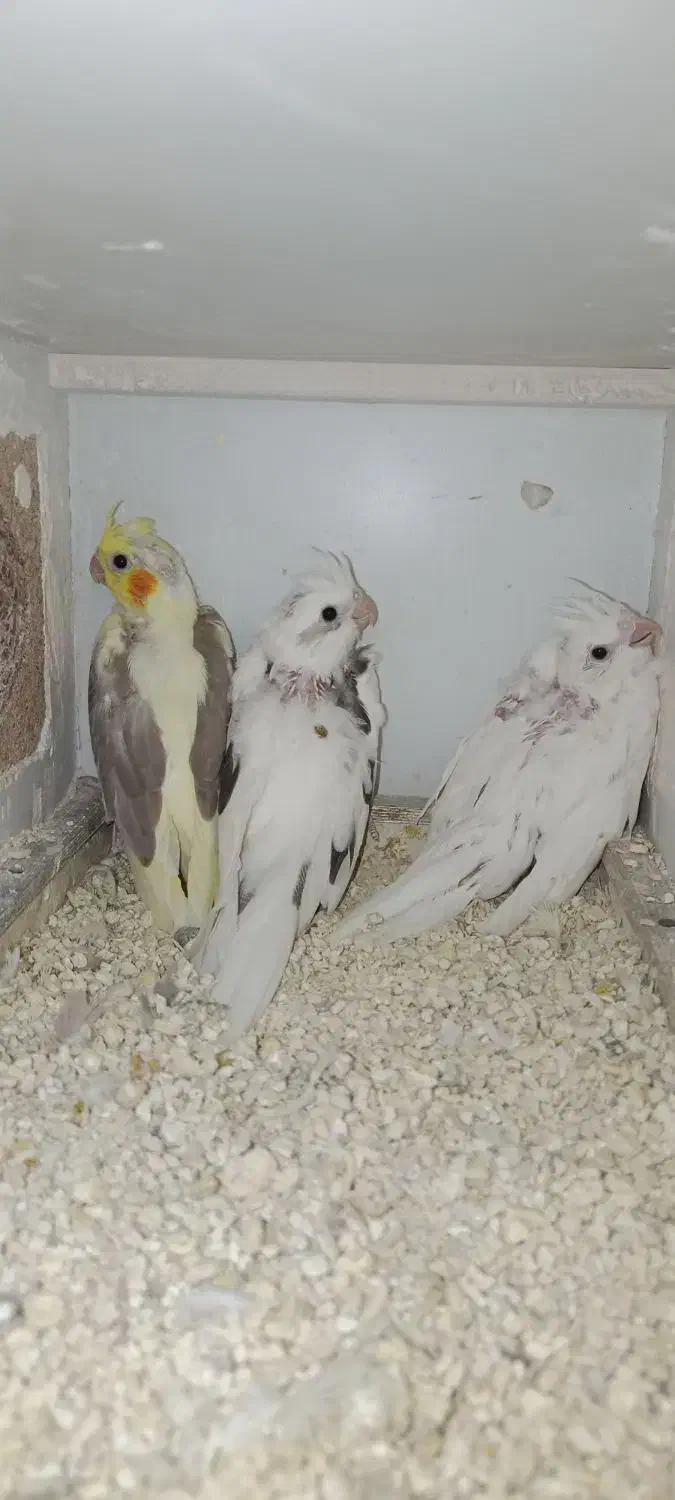 عروس هلندی|پرنده|شیروان (خراسان), |دیوار