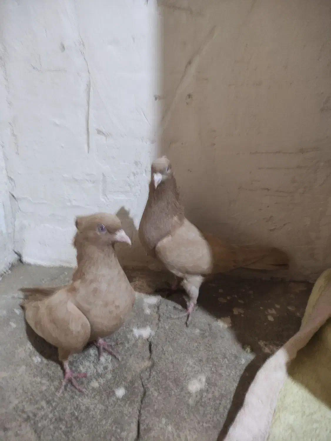 کفتر|پرنده|کنگاور, |دیوار