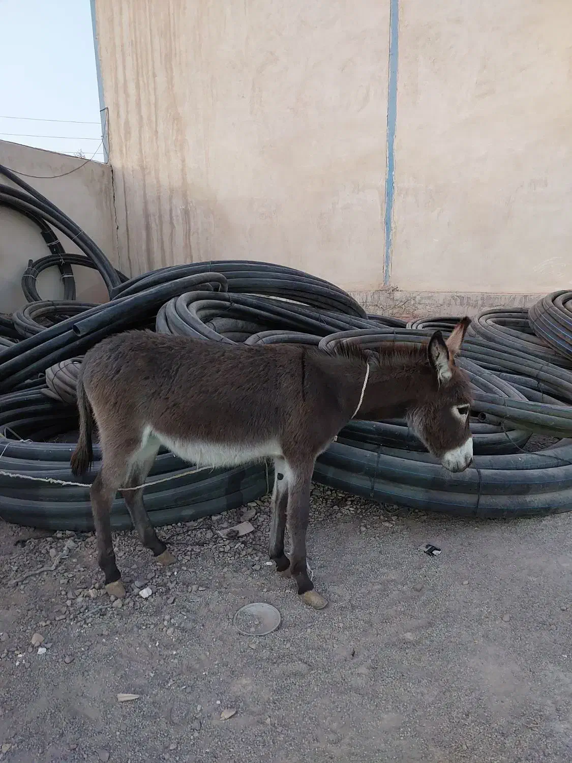 الاغ یا خر یک ساله ماده|حیوانات مزرعه|خاوران, |دیوار