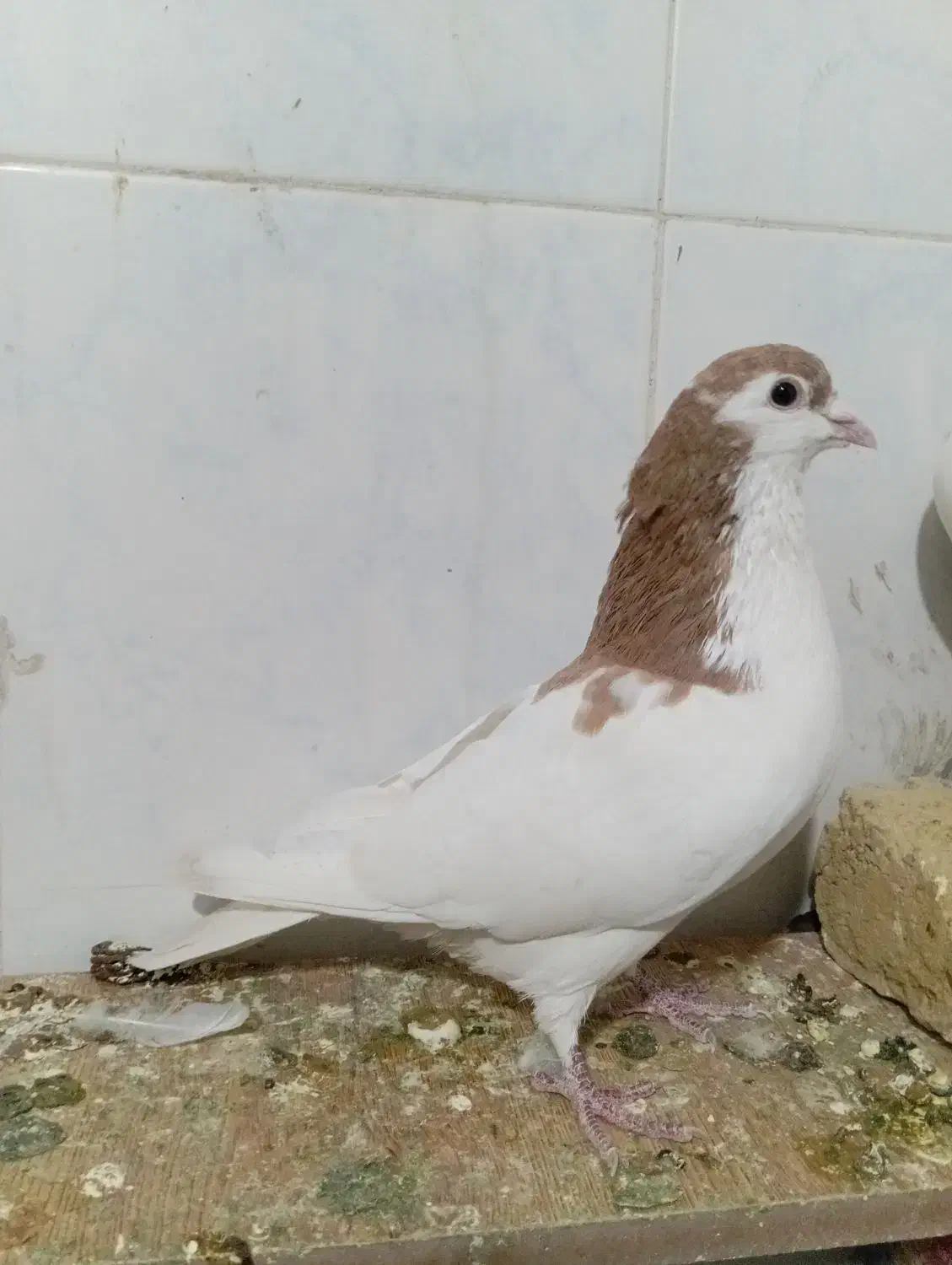 کفتر فروشی|پرنده|تربت‌حیدریه, آغوی|دیوار