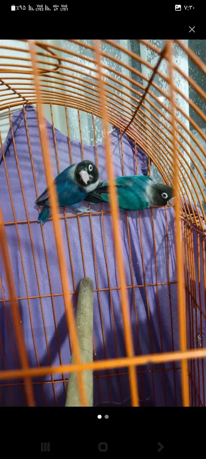 طوطی نقابدار معاوضه باحیوانات مزرعه|پرنده|مهاباد (آذربایجان غربی), |دیوار