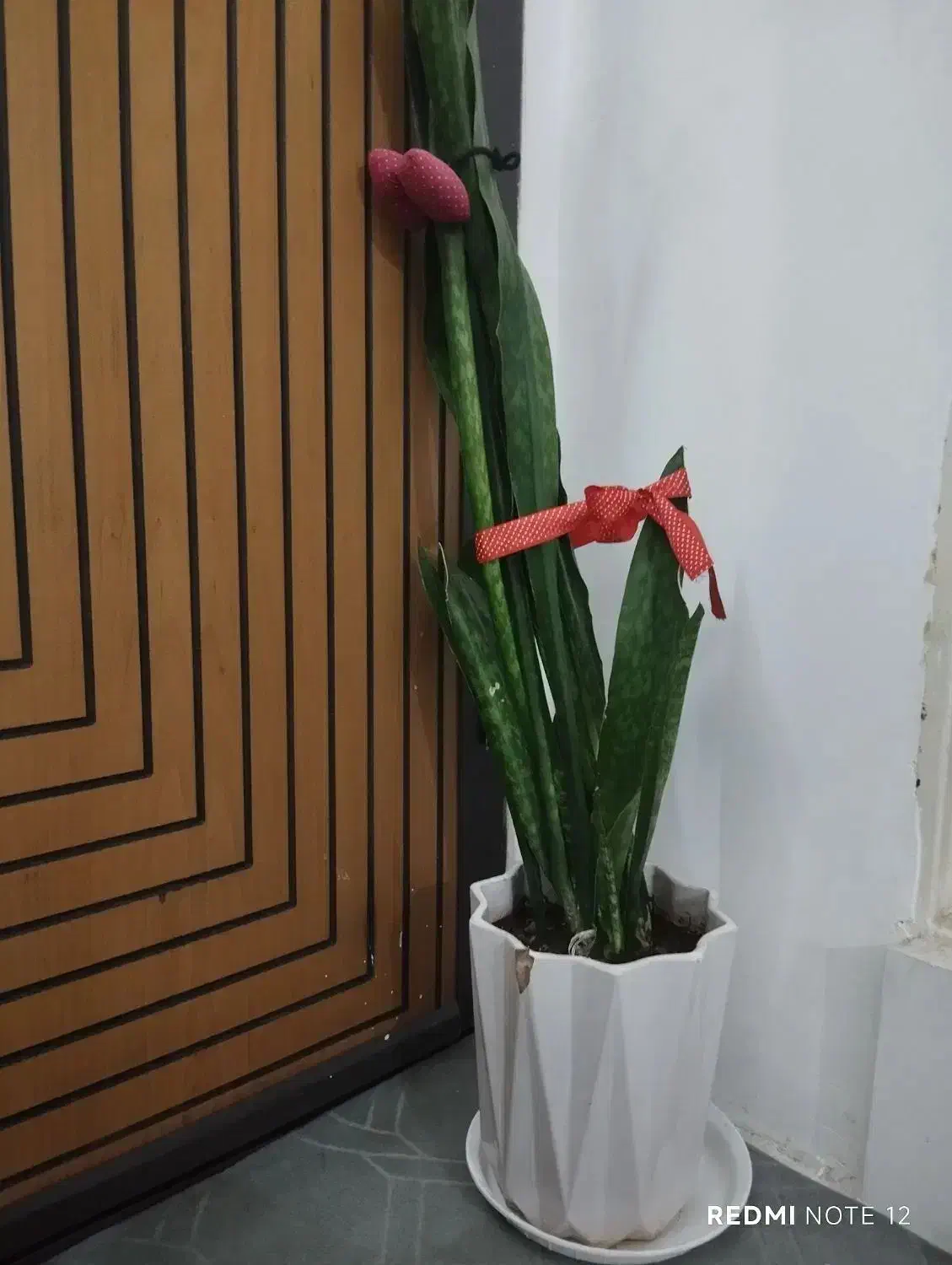 گلدان سانسوریا|گل و گیاه طبیعی|قم, عمار یاسر|دیوار