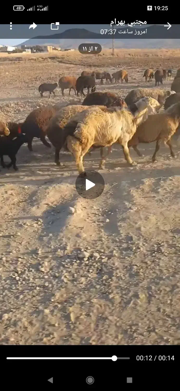 گوسفند|حیوانات مزرعه|فریدونشهر, |دیوار