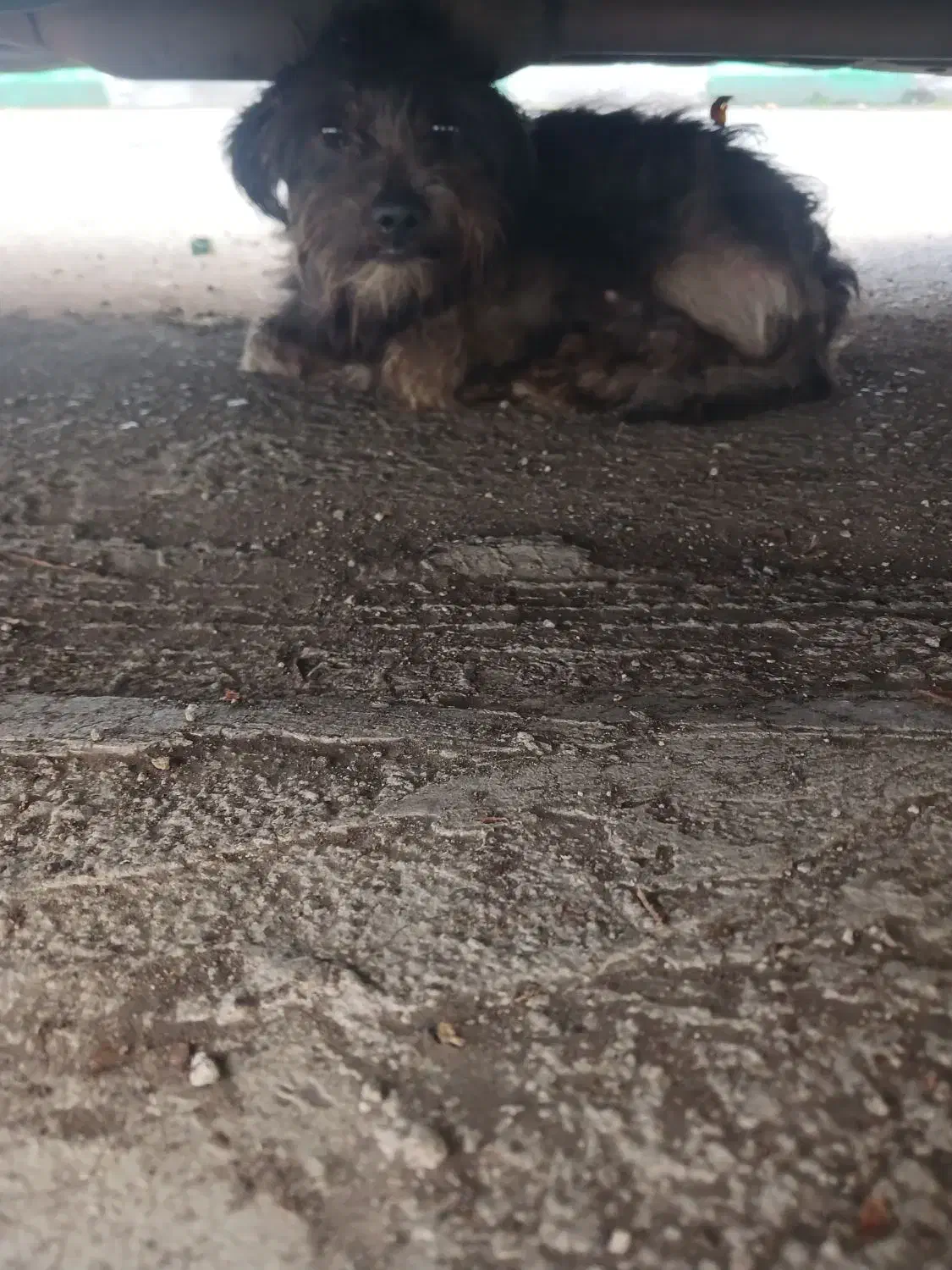 سگ پیدا شده|سگ|رشت, شهریاران|دیوار