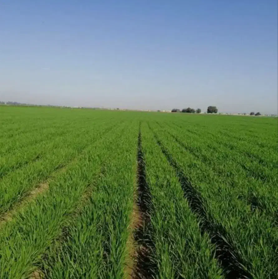 اجازه زمین کشاورزی ۱۰ هکتار دشت سیلاخور|اجارهٔ دفتر صنعتی، کشاورزی، تجاری|شیروان (لرستان), |دیوار