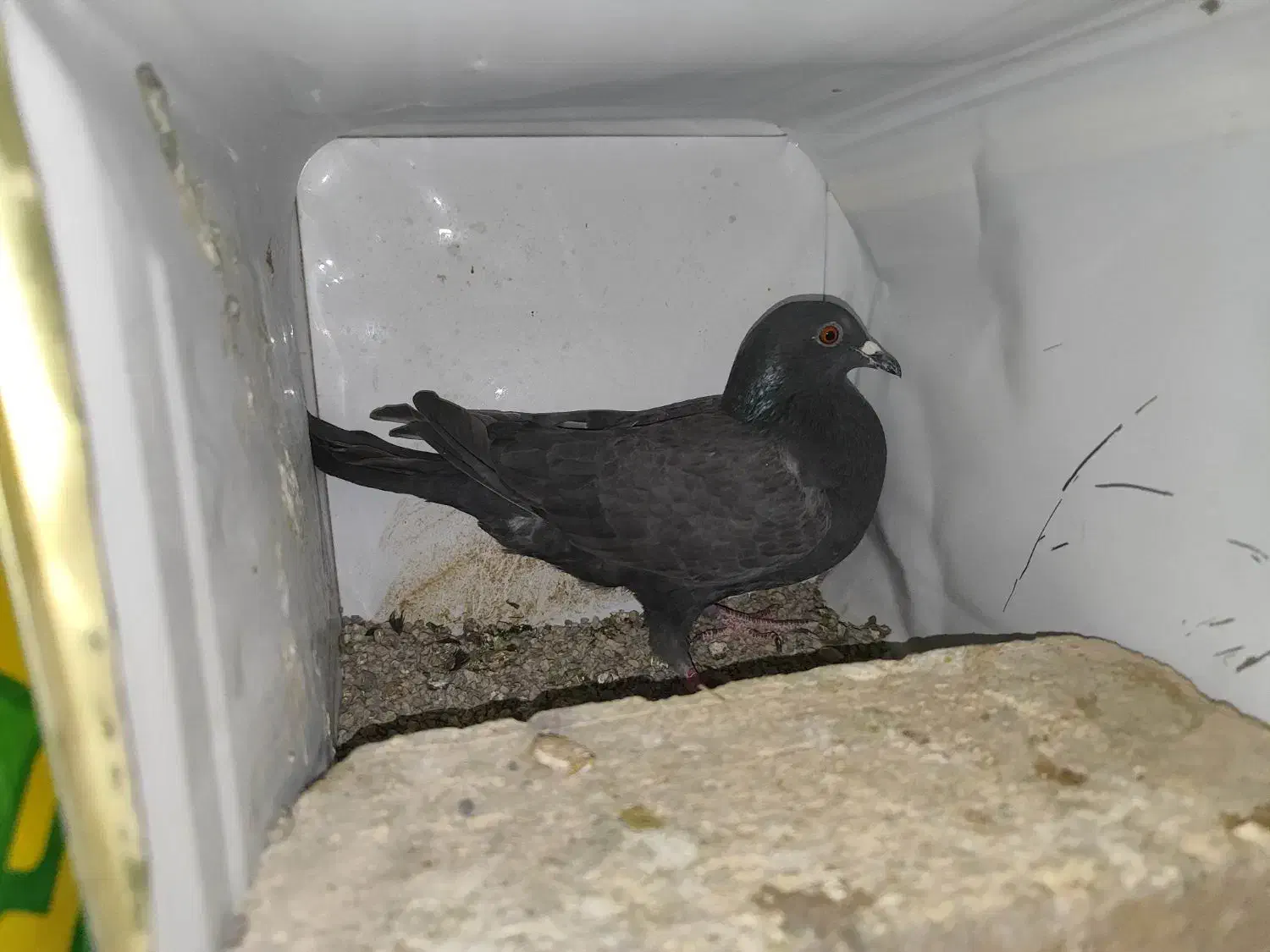 یک جفت پلاکی زاغ|پرنده|شهرضا, |دیوار