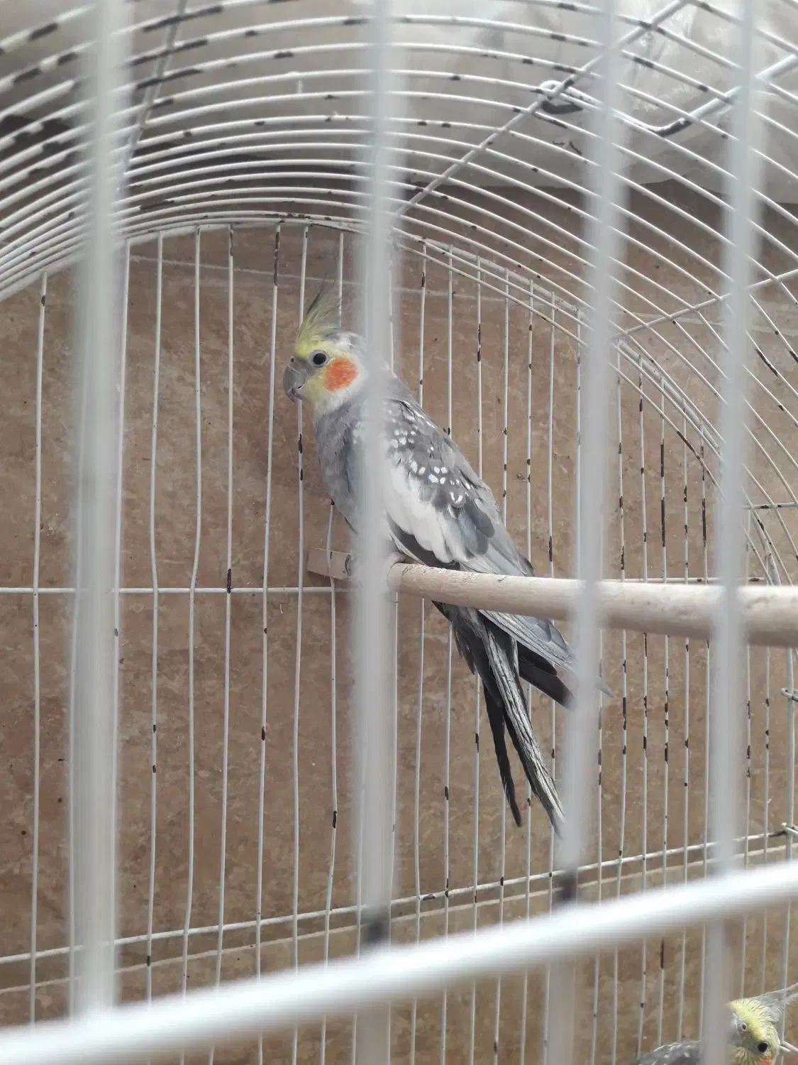 عروس هلندی نر و ماده سالم وسرحال|پرنده|شاهرود, |دیوار