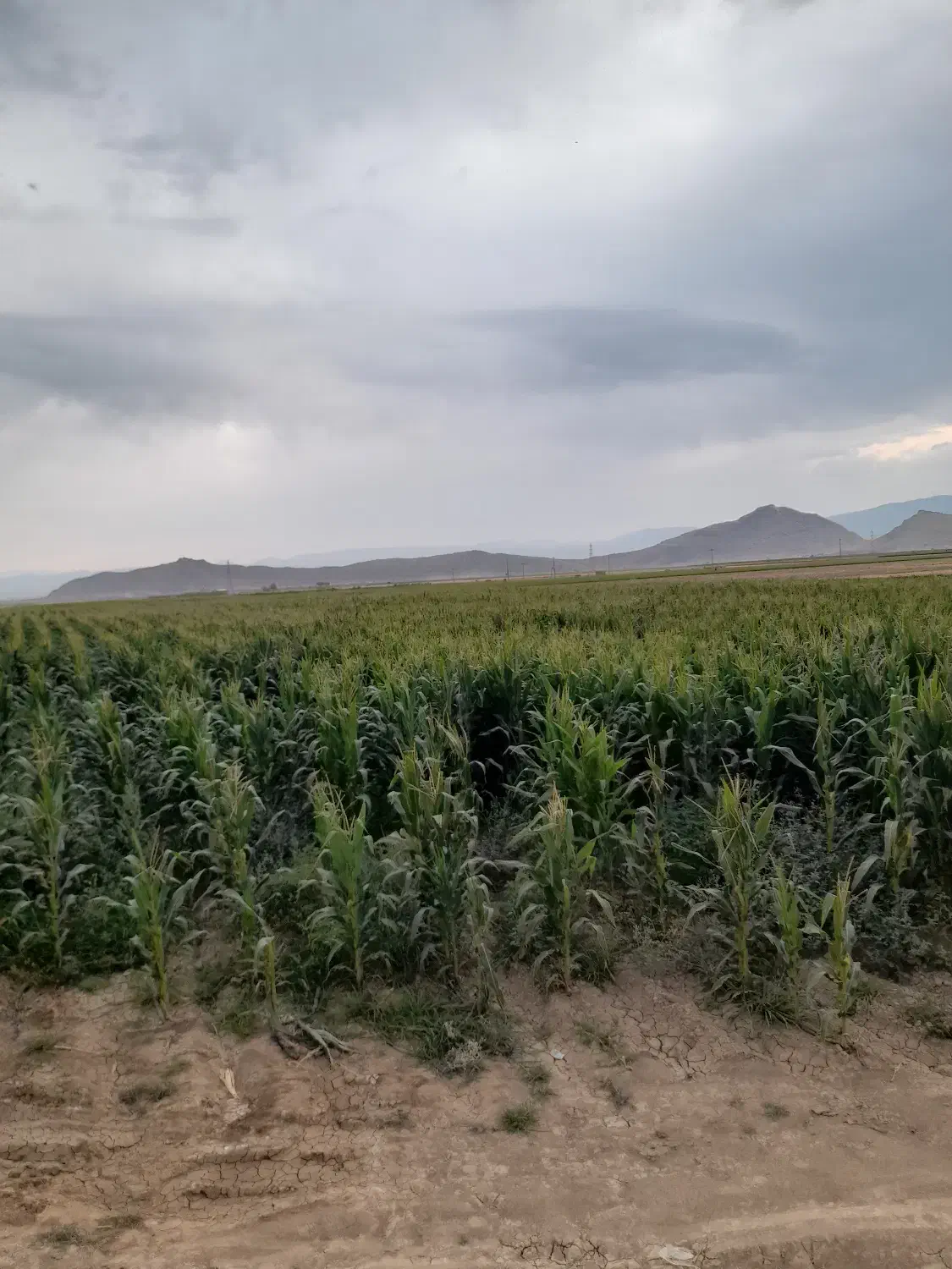 باغ انار|خوردنی و آشامیدنی|بانش, |دیوار